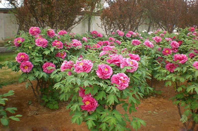 Tree Peonies - Reproduction