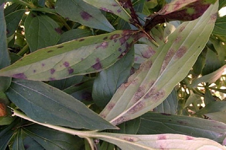 Tree Peonies - Pests and Diseases