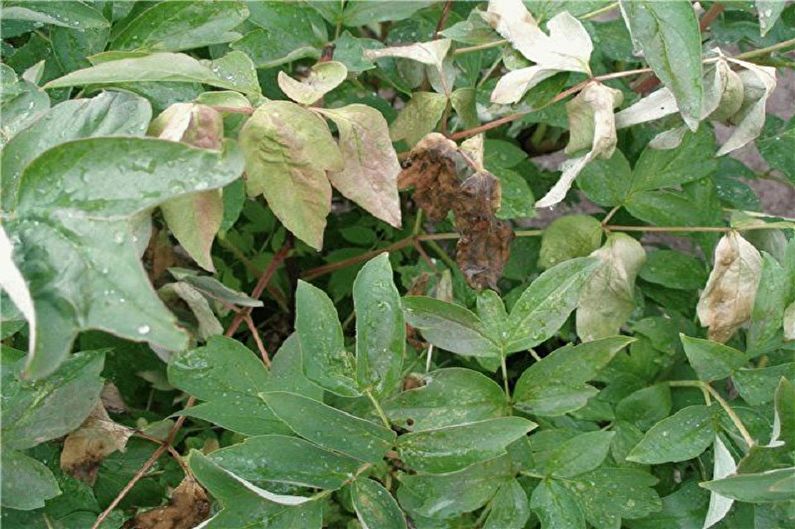 Tree Peonies - Pests and Diseases