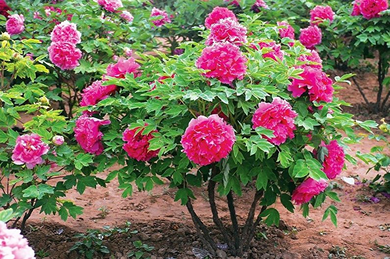 Tree peonies - photo