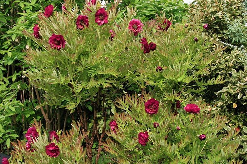 Tree peonies - photo