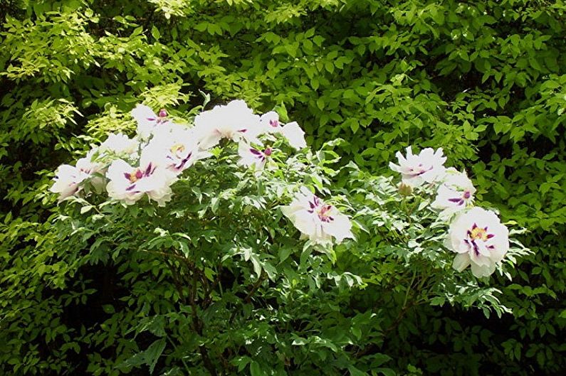 Tree peonies - photo