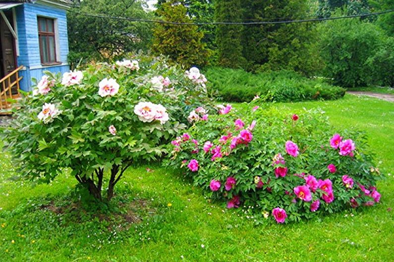 Tree peonies - photo