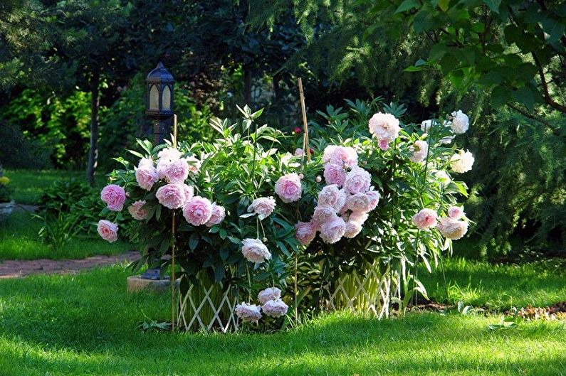 Tree peonies - photo