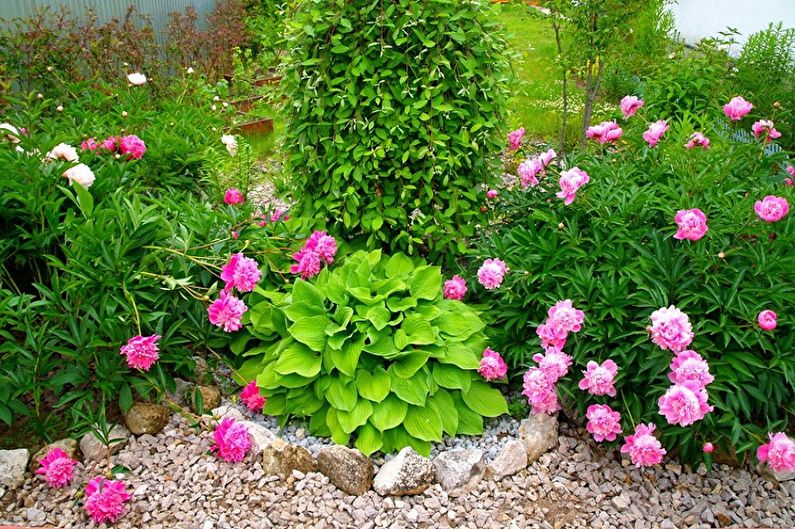Tree peonies - photo