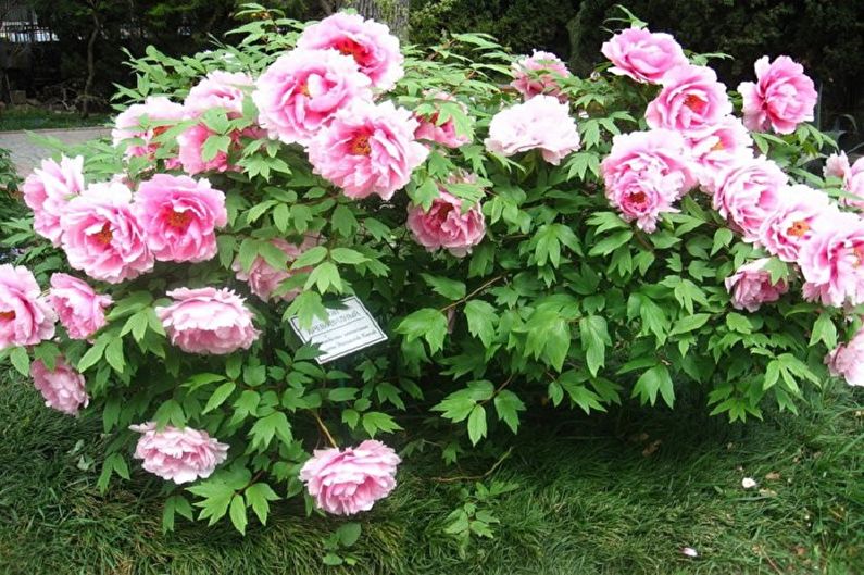 Tree peonies - photo