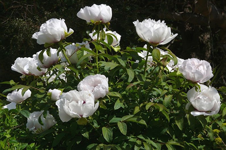 Tree peonies - photo