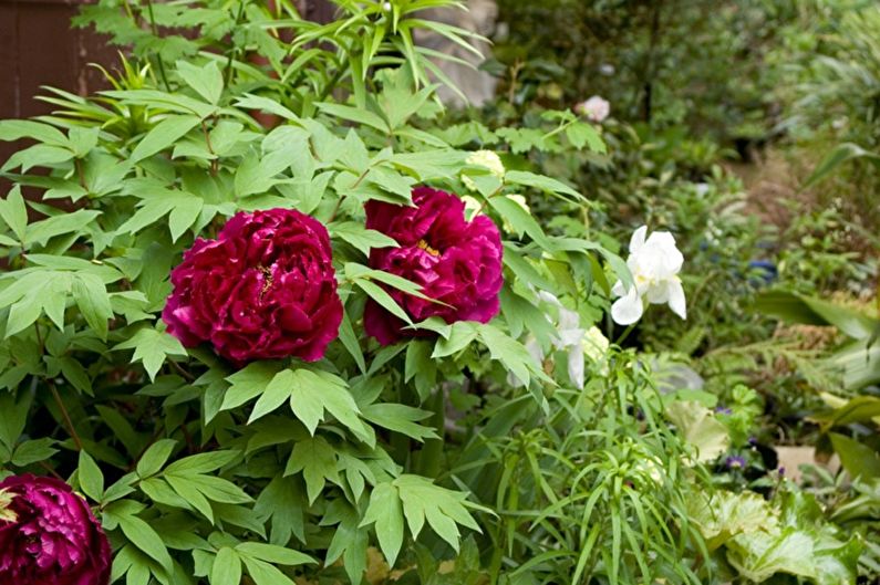 Tree peonies - photo