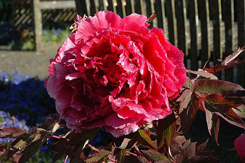 Tree peonies - photo