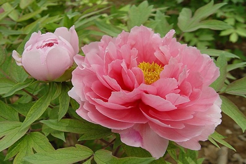 Tree peonies - photo