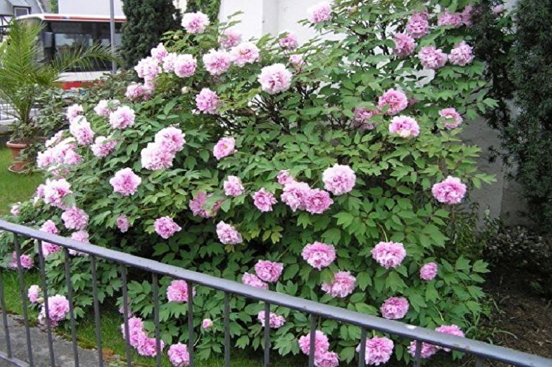 Tree peonies - photo