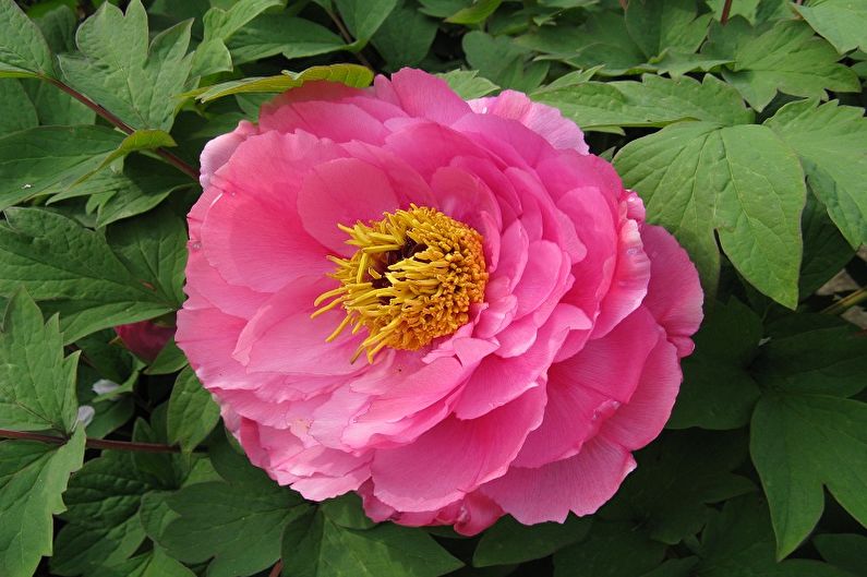 Tree peonies - photo