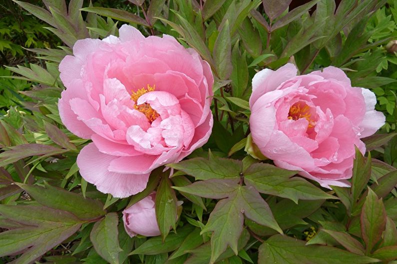 Tree peonies - photo
