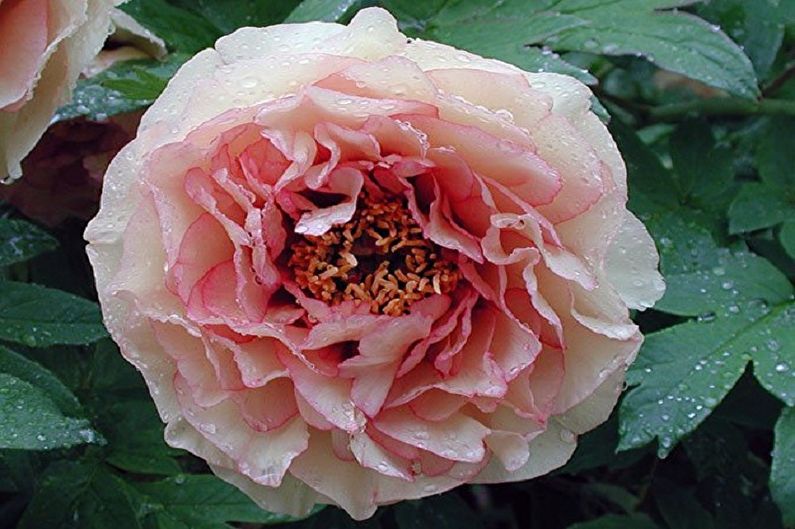 Tree peonies - photo