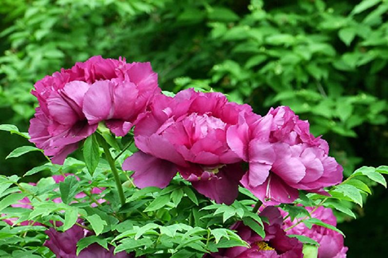 Tree peonies - photo