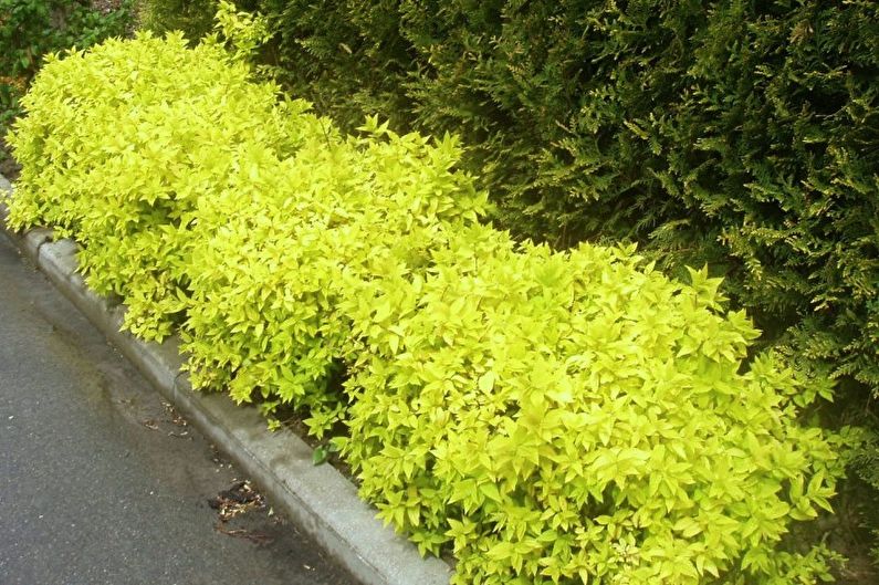 Types of Japanese Spirea - Golden Princesses