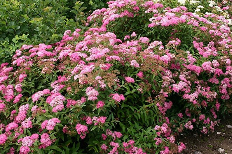 Types of Japanese Spirea - Little Princesses