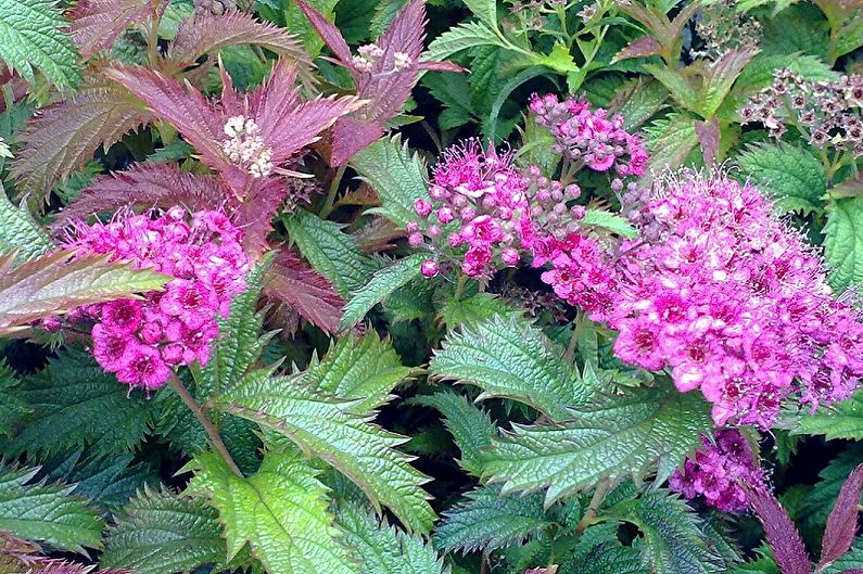 Types of Japanese Spirea - Crispus Spiraea