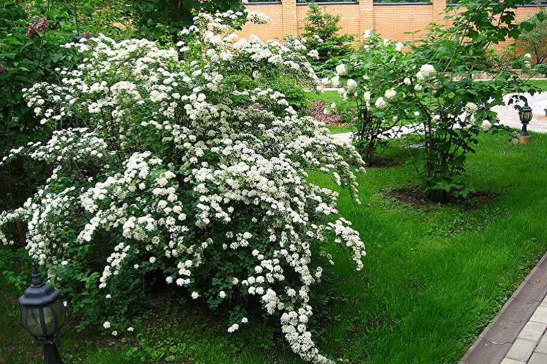 Types of Japanese Spirea - Spirea Wangutta