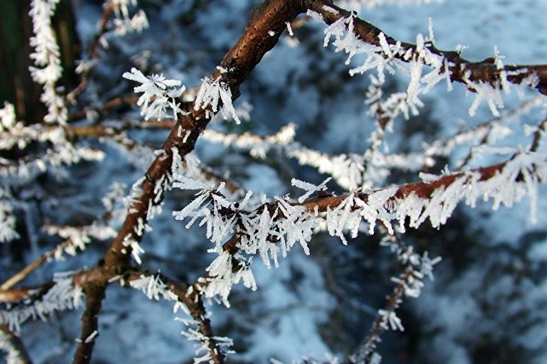 Japanese Spirea Care - Temperature
