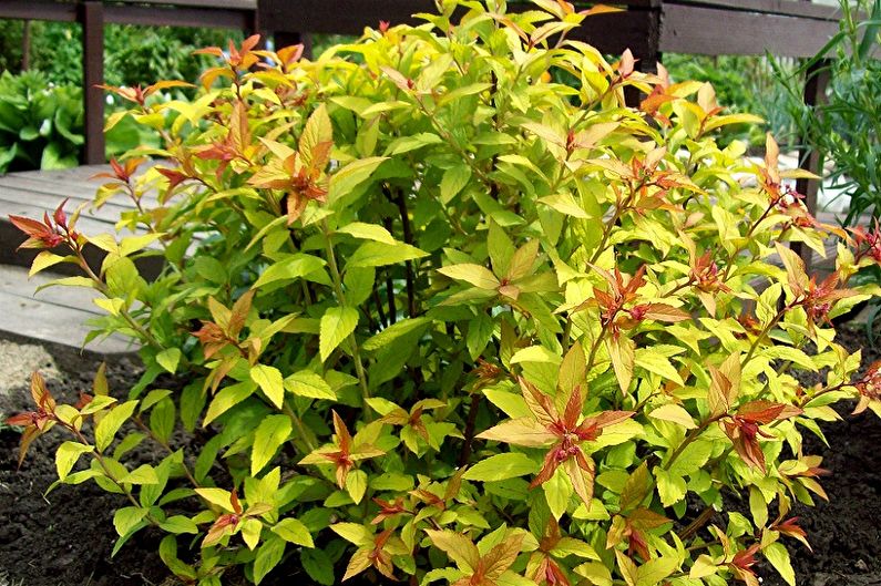Japanese Spirea Care - Humidity