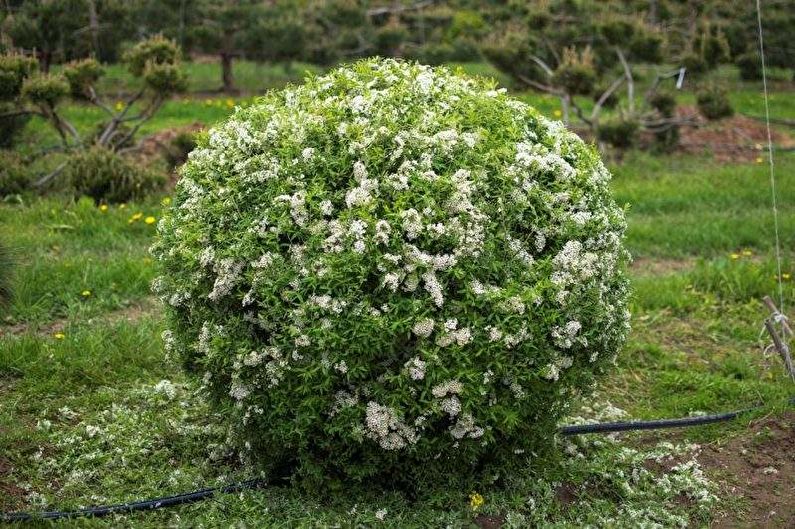 Japanese Spirea Care - Watering