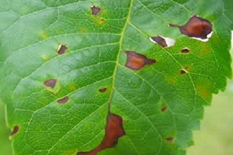 Japanese Spirea - Pests and Diseases