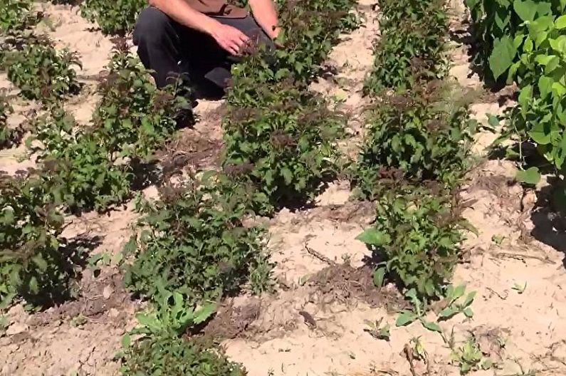 How to transplant Japanese spirea
