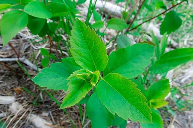 Propagation of spirea by Japanese layering
