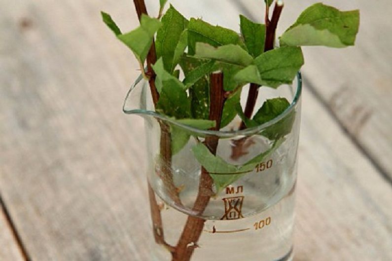 Propagation of Japanese Spirea by Cherenkovanie