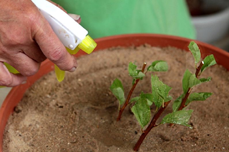 Propagation of Japanese Spirea by Cherenkovanie