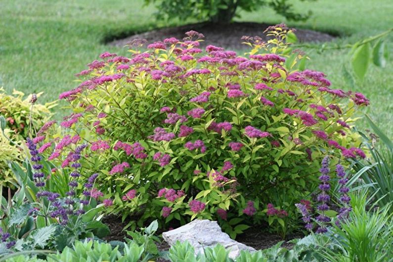 Japanese Spirea - photo