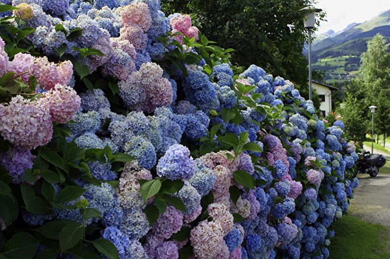 Japanese Spirea - photo