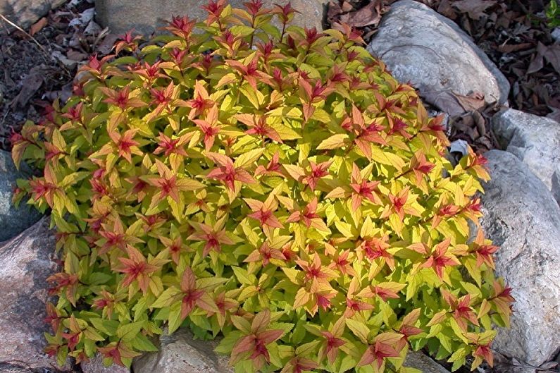 Japanese Spirea - photo