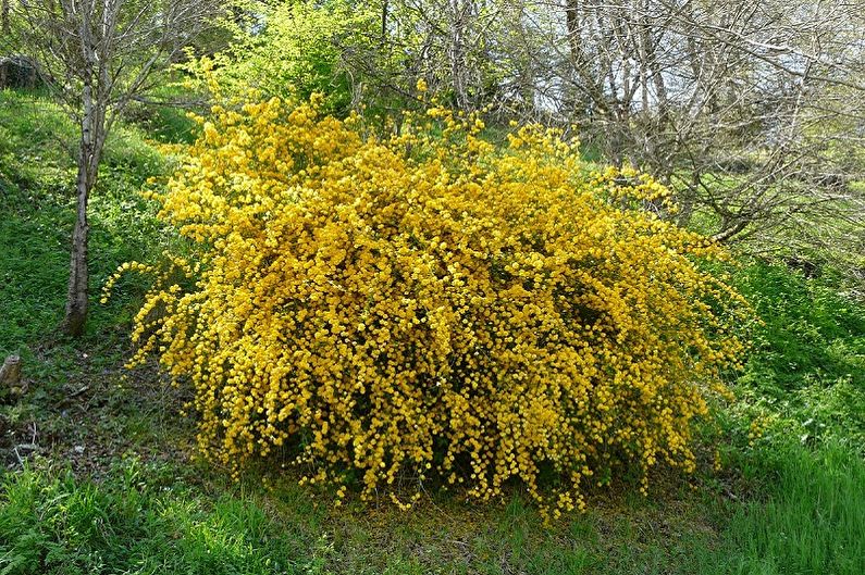 Japanese Spirea - photo