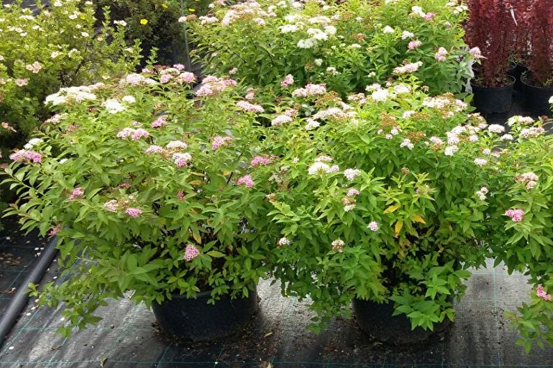 Japanese Spirea - photo