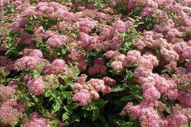 Japanese Spirea - photo