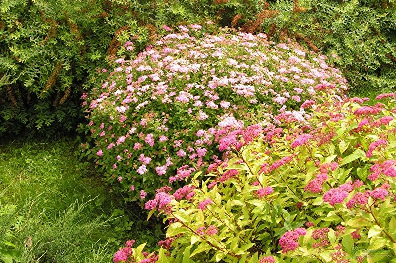 Japanese Spirea - photo