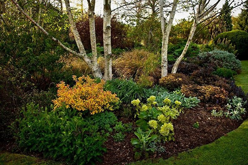 Japanese Spirea - photo