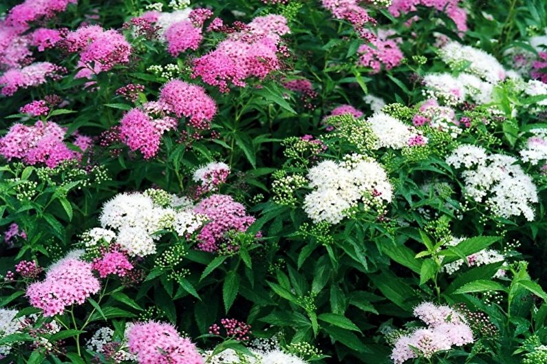 Japanese Spirea - photo