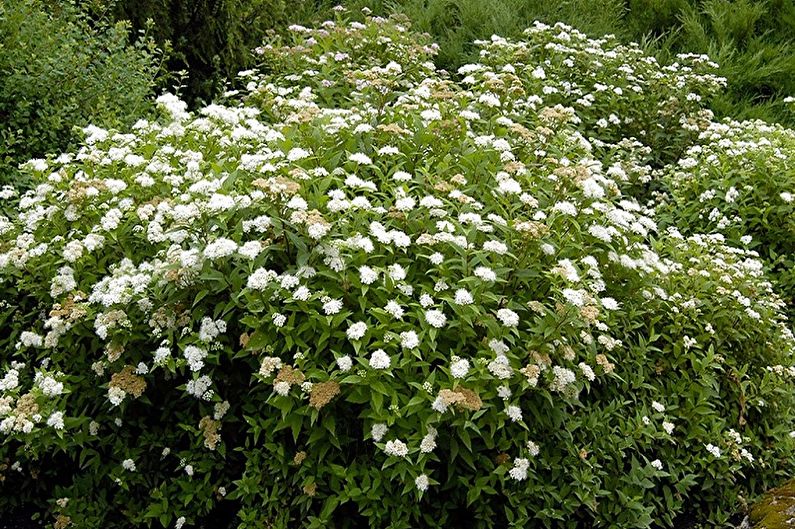 Japanese Spirea - photo
