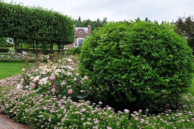 Japanese Spirea - photo