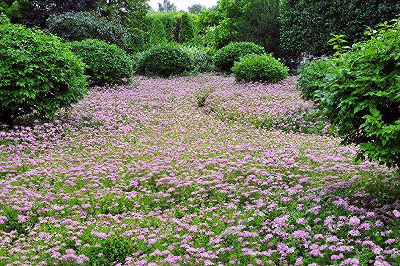Japanese Spirea - photo