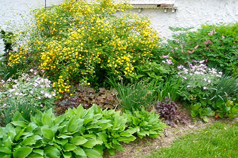 Japanese Spirea - photo