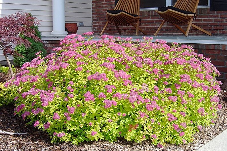Japanese Spirea - photo