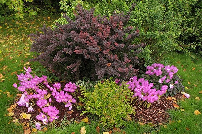 Japanese Spirea - photo