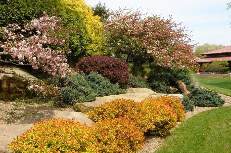 Japanese Spirea - photo