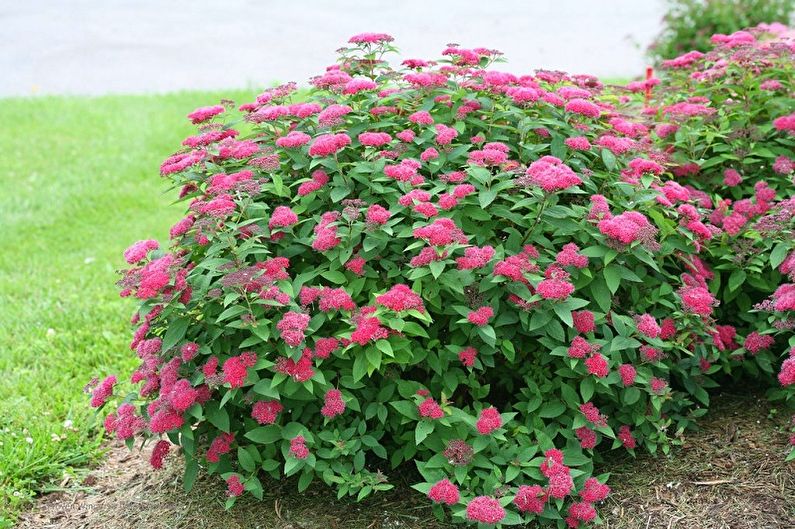 Japanese Spirea - photo
