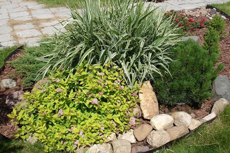 Japanese Spirea - photo