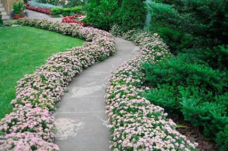 Japanese Spirea - photo